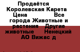 Продаётся!     Королевская Карета › Цена ­ 300 000 - Все города Животные и растения » Другие животные   . Ненецкий АО,Вижас д.